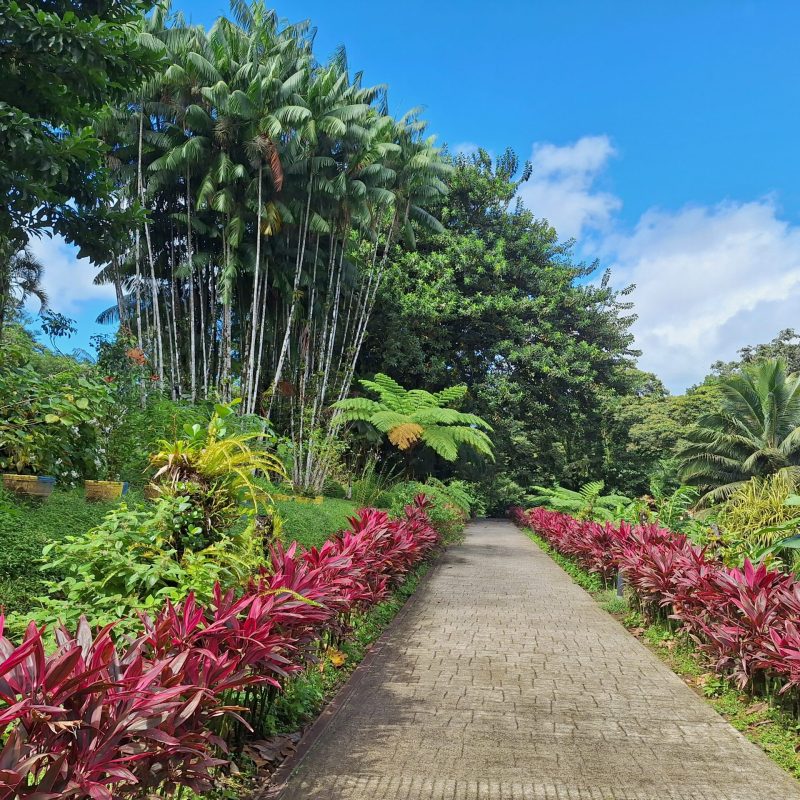 Martinique Scenic 12