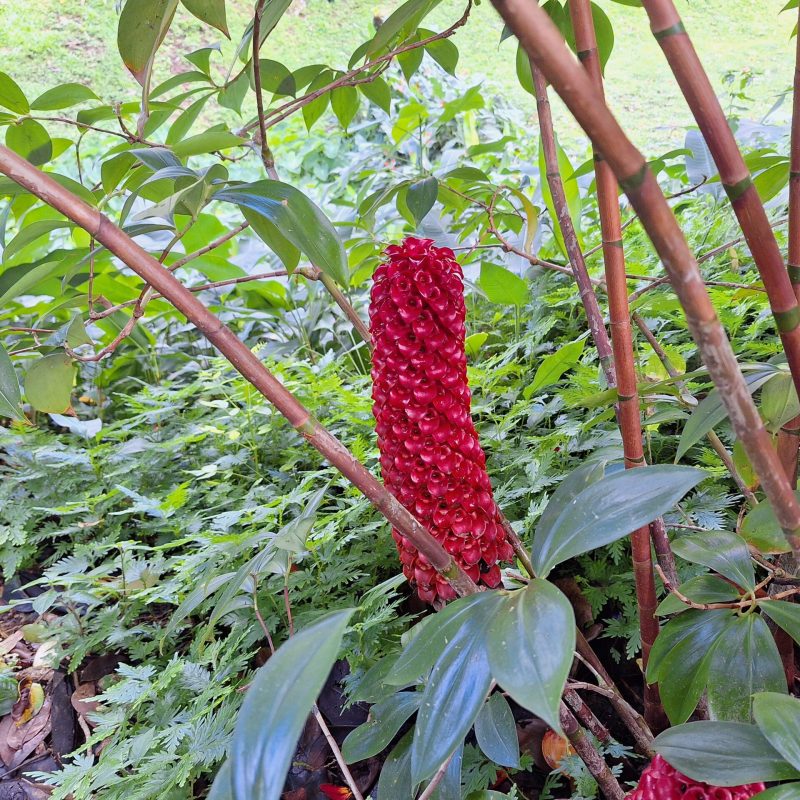 Martinique Scenic 14