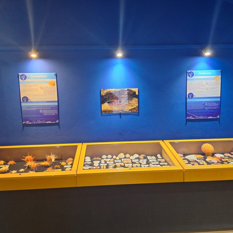 Martinique Scenic 15