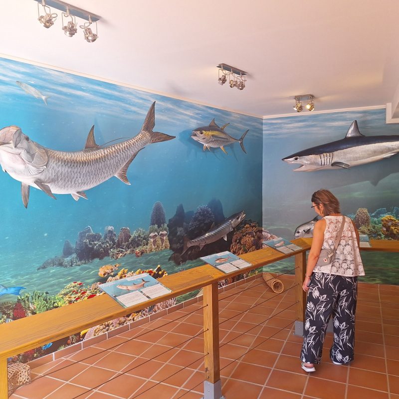 Martinique Scenic 15