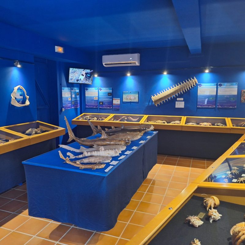 Martinique Scenic 15