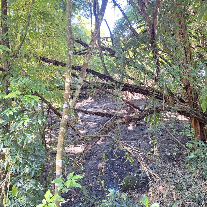 Martinique Scenic 15