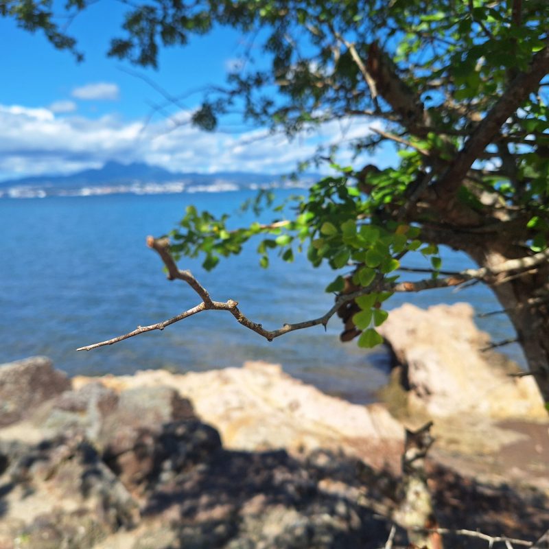 Martinique Scenic 15