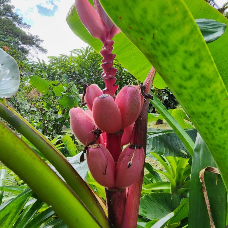 Martinique Scenic 16