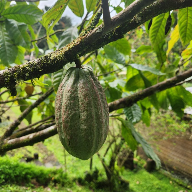 Martinique Scenic 17