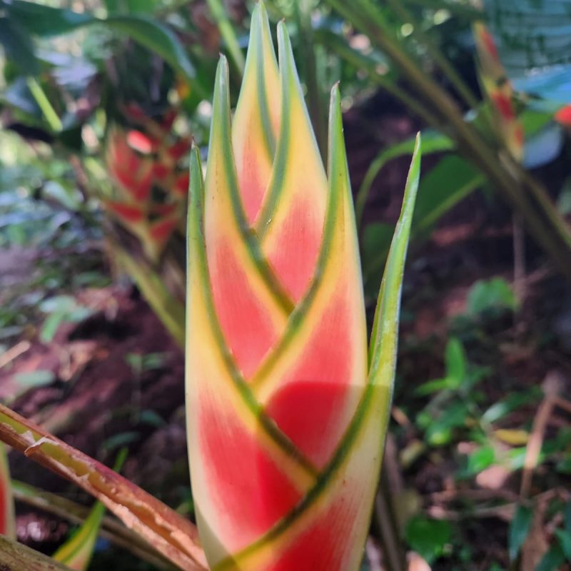 Martinique Scenic 17