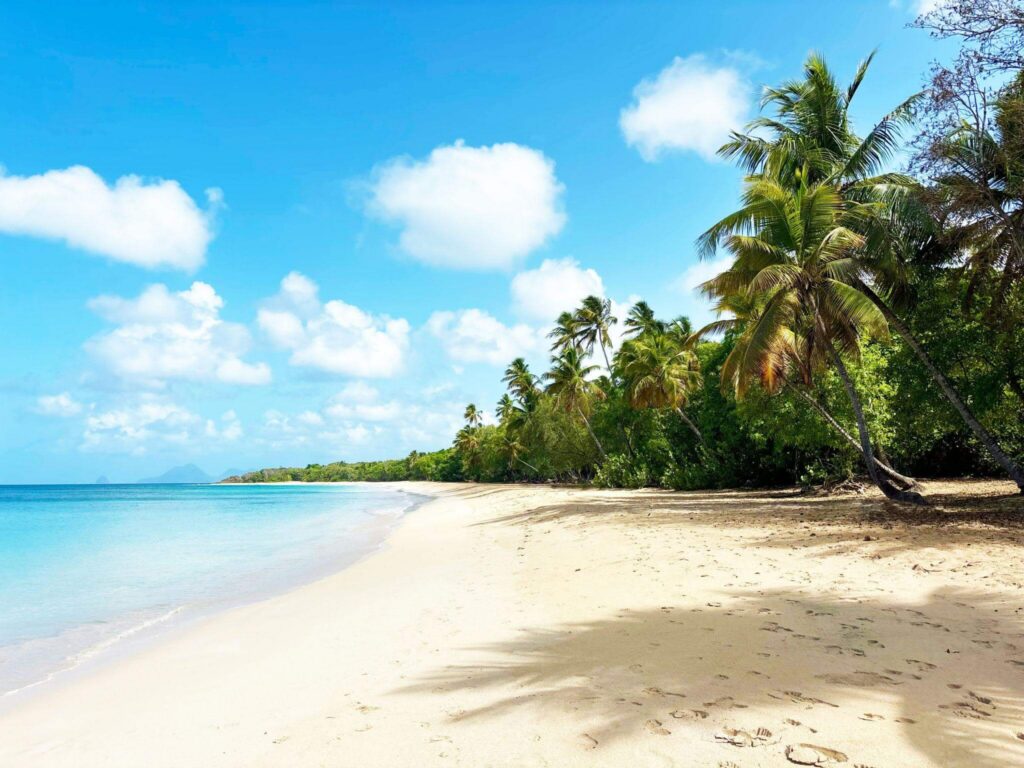 Les Salines beach in Martinique island, Departments of France, ideal Caribbean beach with white sand, turquoise blue sea water and coconut palm trees on the coast, sunny day and blue sky (1)